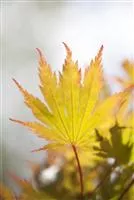 Acer palmatum 'Ariadne'