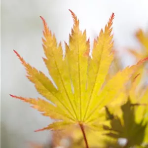 Acer palmatum 'Ariadne'