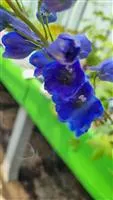 Delphinium Pacific 'Blue Bird'