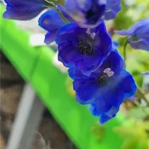 Delphinium Pacific 'Blue Bird'