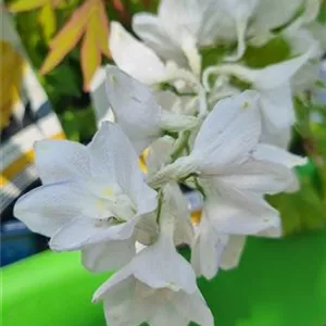 Delphinium Pacific 'Galahad'