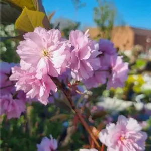 Prunus serrulata 'Kanzan'