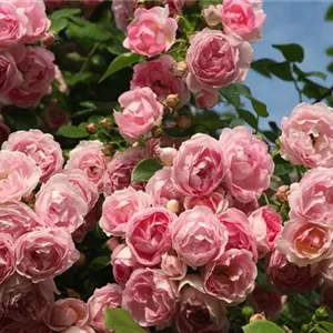 Rosa 'Jasmina' -R- KL VI