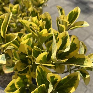 Euonymus japonicus 'Aureomarginatus'