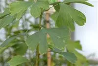 Ginkgo biloba 'Princeton Sentry'