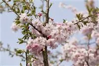 Prunus subhirtella 'Autumnalis Rosea'