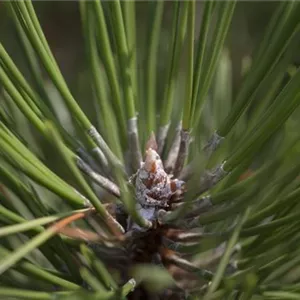 Pinus nigra 'Hornibrookiana'