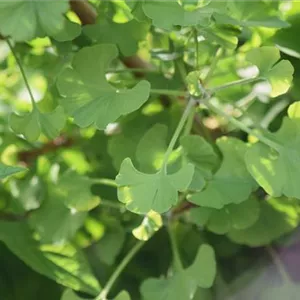 Ginkgo biloba 'Mariken'