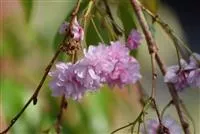 Prunus serrulata 'Kiku-shidare-zakura'