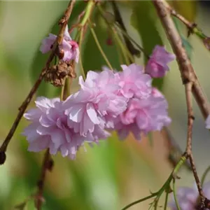 Prunus serrulata 'Kiku-shidare-zakura'