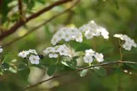 Spiraea vanhouttei