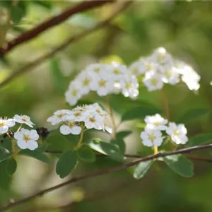 Spiraea vanhouttei