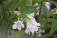 Weigela 'Snowflake'