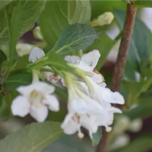 Weigela 'Snowflake'