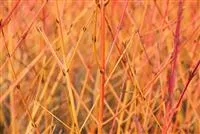 Cornus sanguinea 'Midwinter Fire'