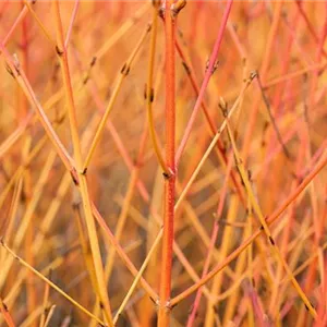 Cornus sanguinea 'Midwinter Fire'