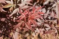 Acer palmatum 'Skeeter's Broom'