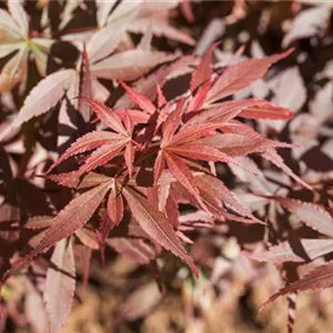 Acer palmatum 'Skeeter's Broom'