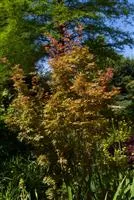 Acer palmatum 'Wilsons Pink Dwarf'