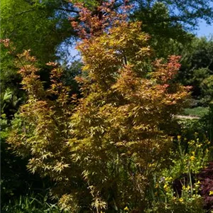 Acer palmatum 'Wilsons Pink Dwarf'