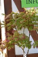 Acer japonicum 'Aconitifolium'