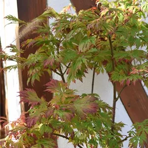 Acer japonicum 'Aconitifolium'