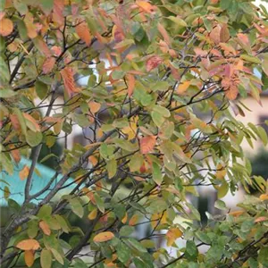 Amelanchier lamarckii