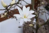 Magnolia stellata