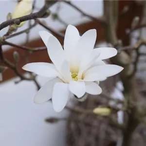 Magnolia stellata