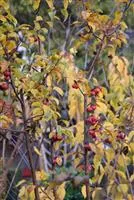 Malus 'Red Sentinel'