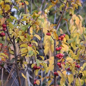 Malus 'Red Sentinel'