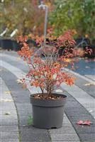 Prunus incisa 'Kojou-no-mai'