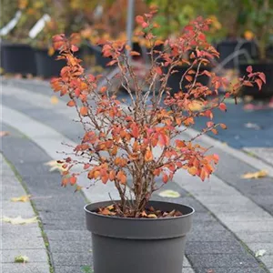 Prunus incisa 'Kojou-no-mai'