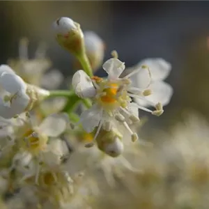 Prunus lauroc.'Caucasica'