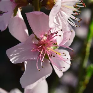 Prunus persica 'Rt. Weinbergpfirsich' CAC