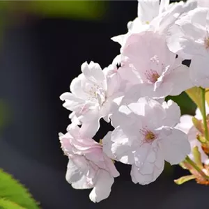 Prunus serrulata 'Amanogawa'