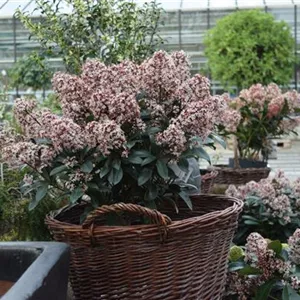 Skimmia japonica 'Rubella'