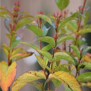 Weigela 'Bristol Ruby'