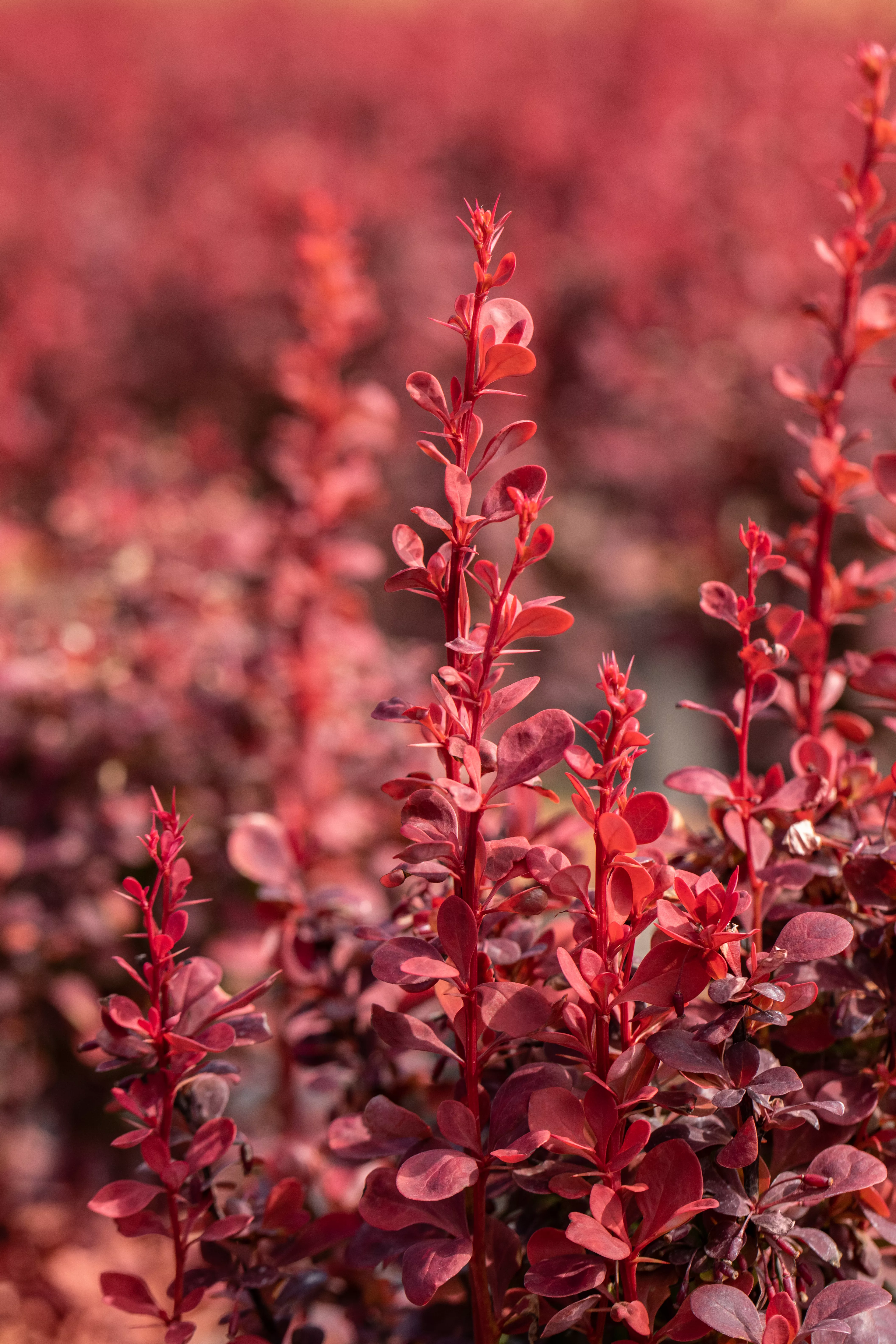 Berberis thunbergii 'Ruby Star'