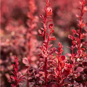 Berberis thunbergii 'Ruby Star'