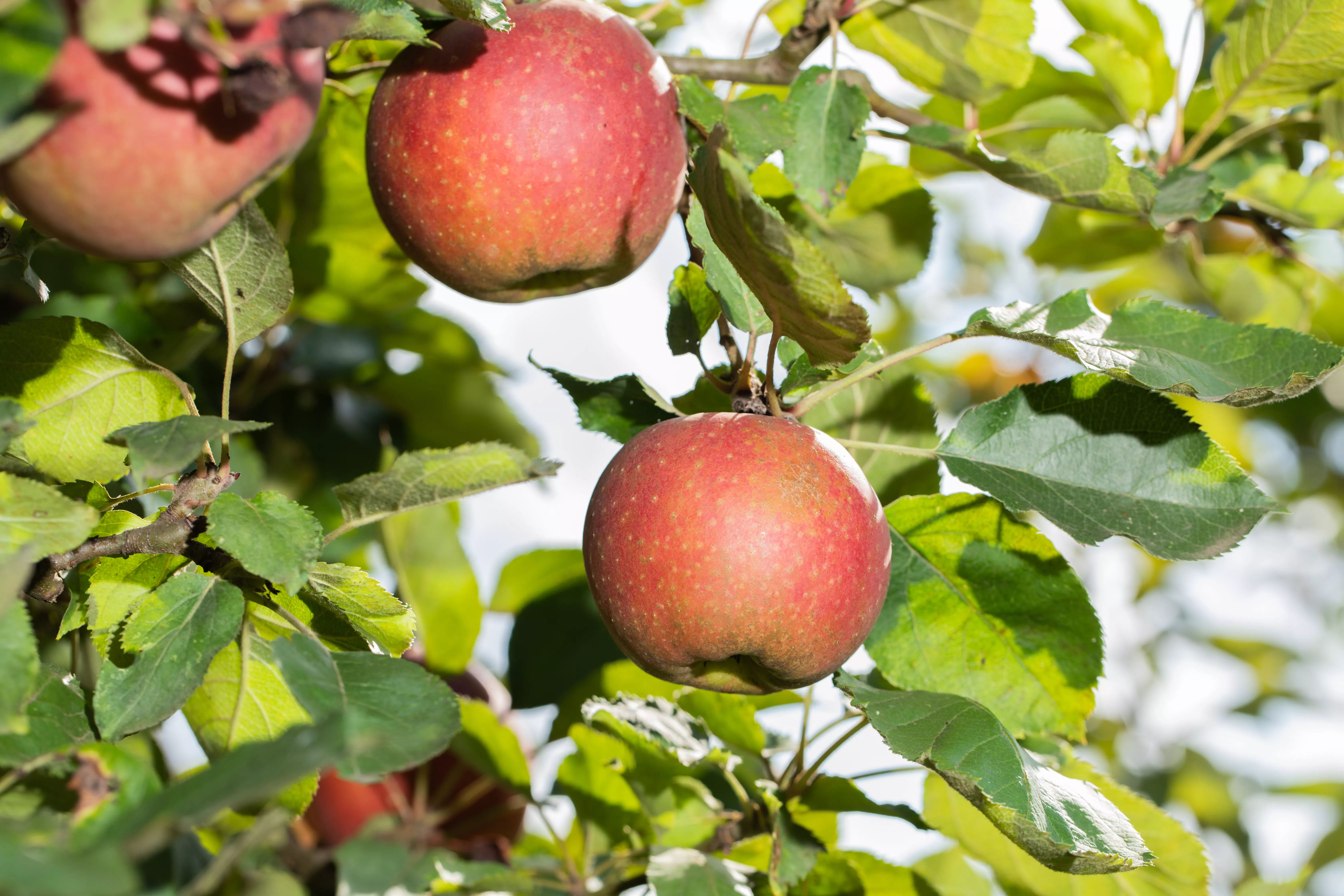 Malus 'Melrose' CAC