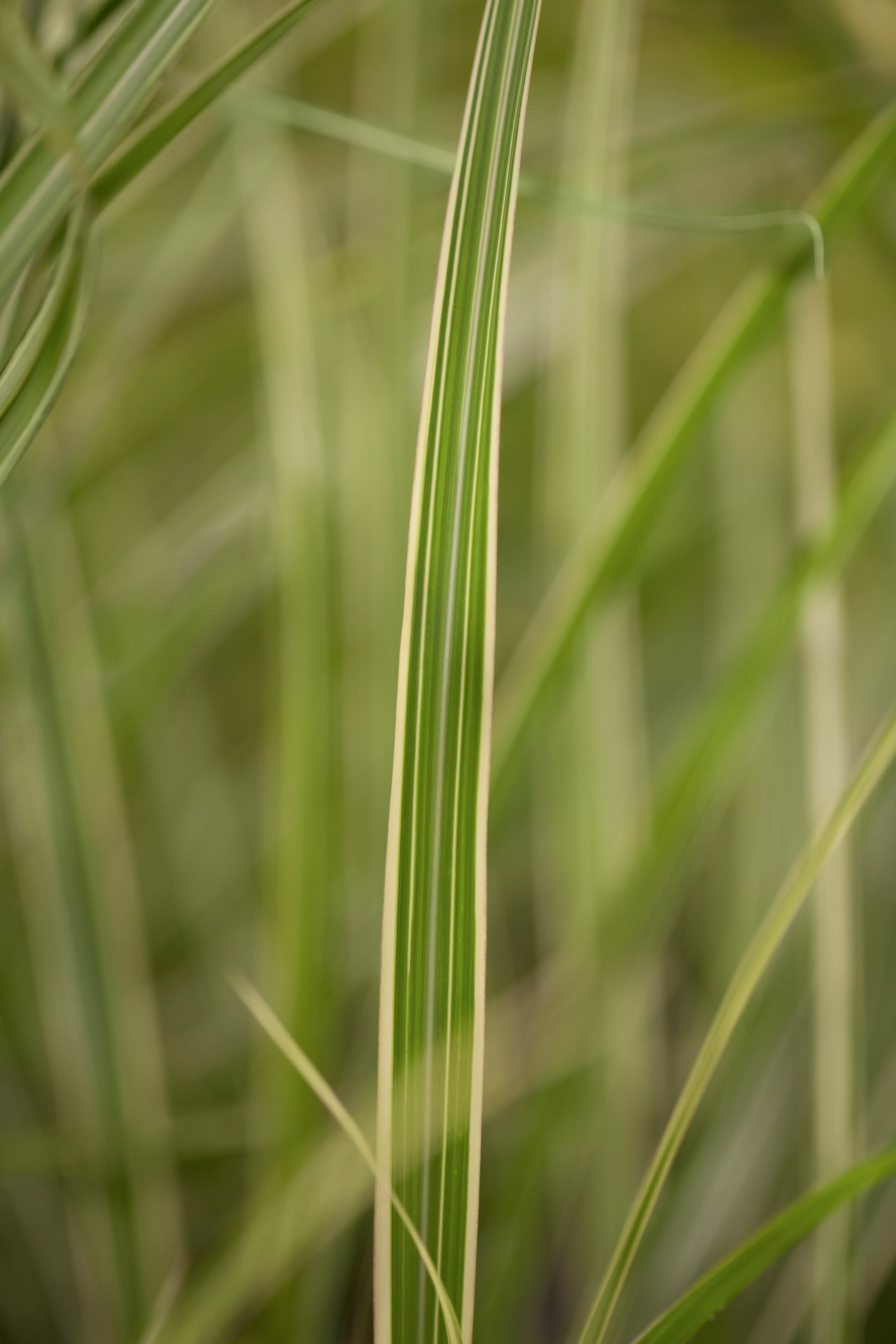 Miscanthus sinensis 'Variegatus'