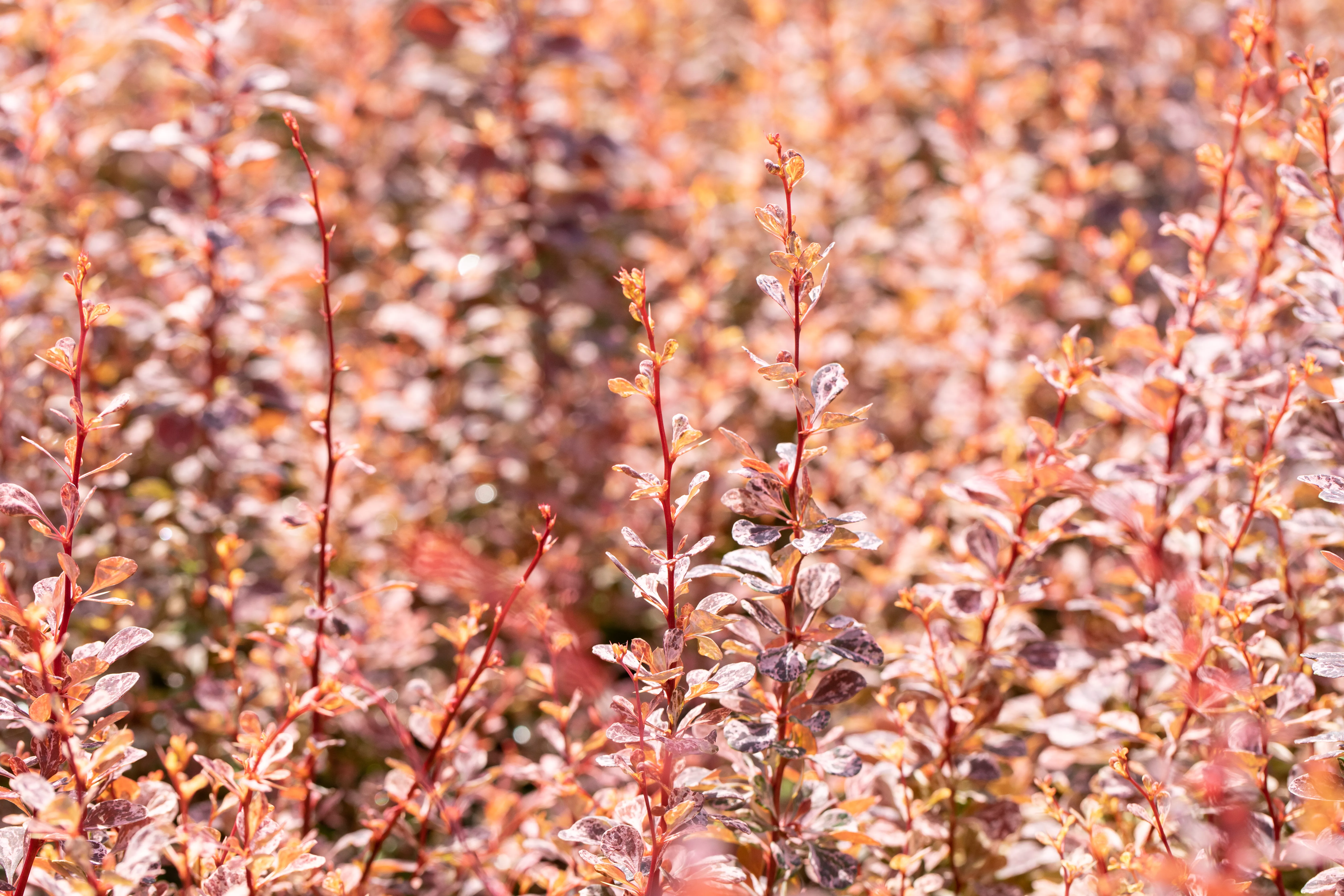 Berberis thunbergii 'Rose Glow'