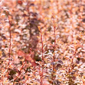 Berberis thunbergii 'Rose Glow'