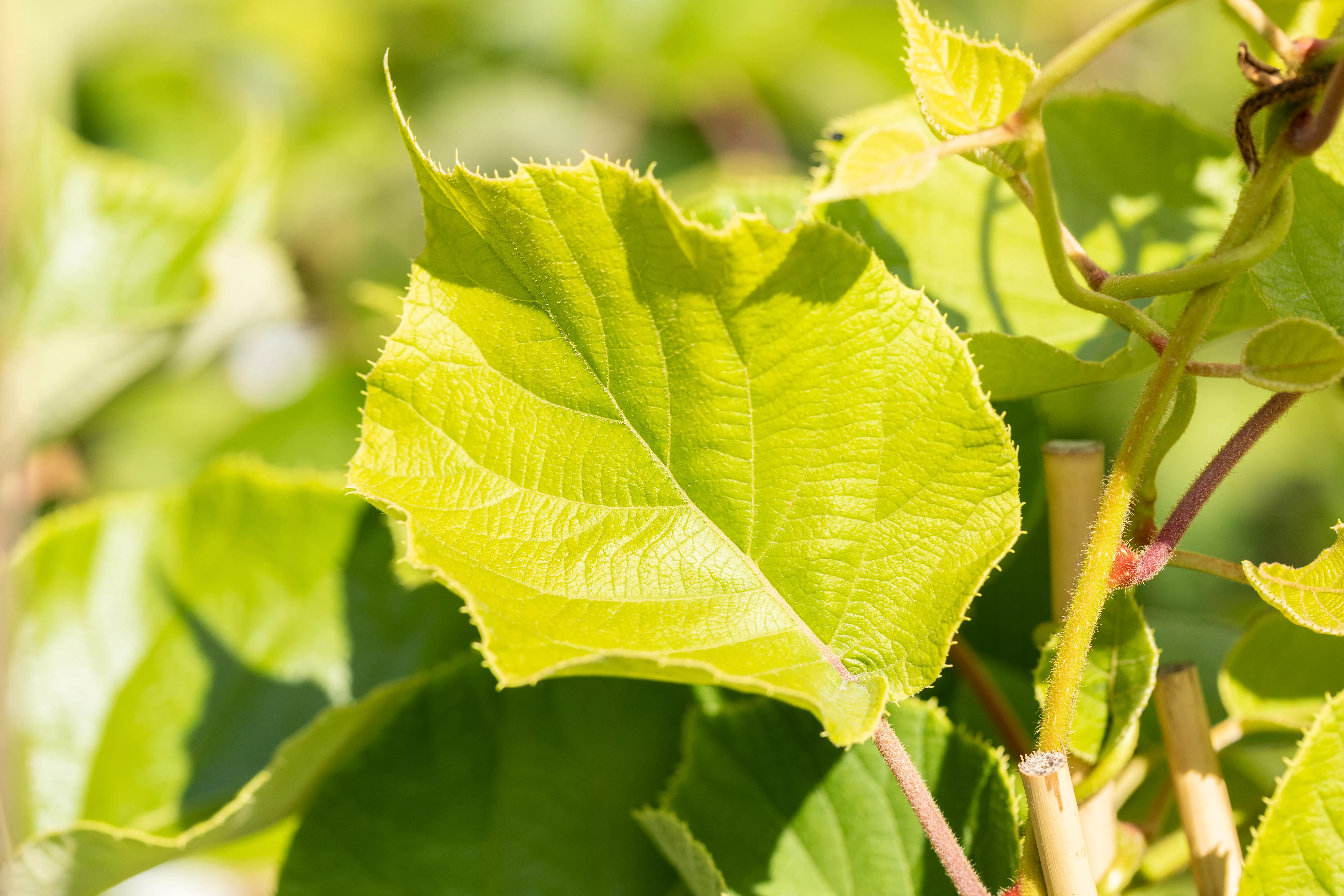 Actinidia deliciosa 'Jenny'