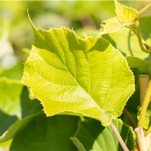 Actinidia deliciosa 'Jenny'