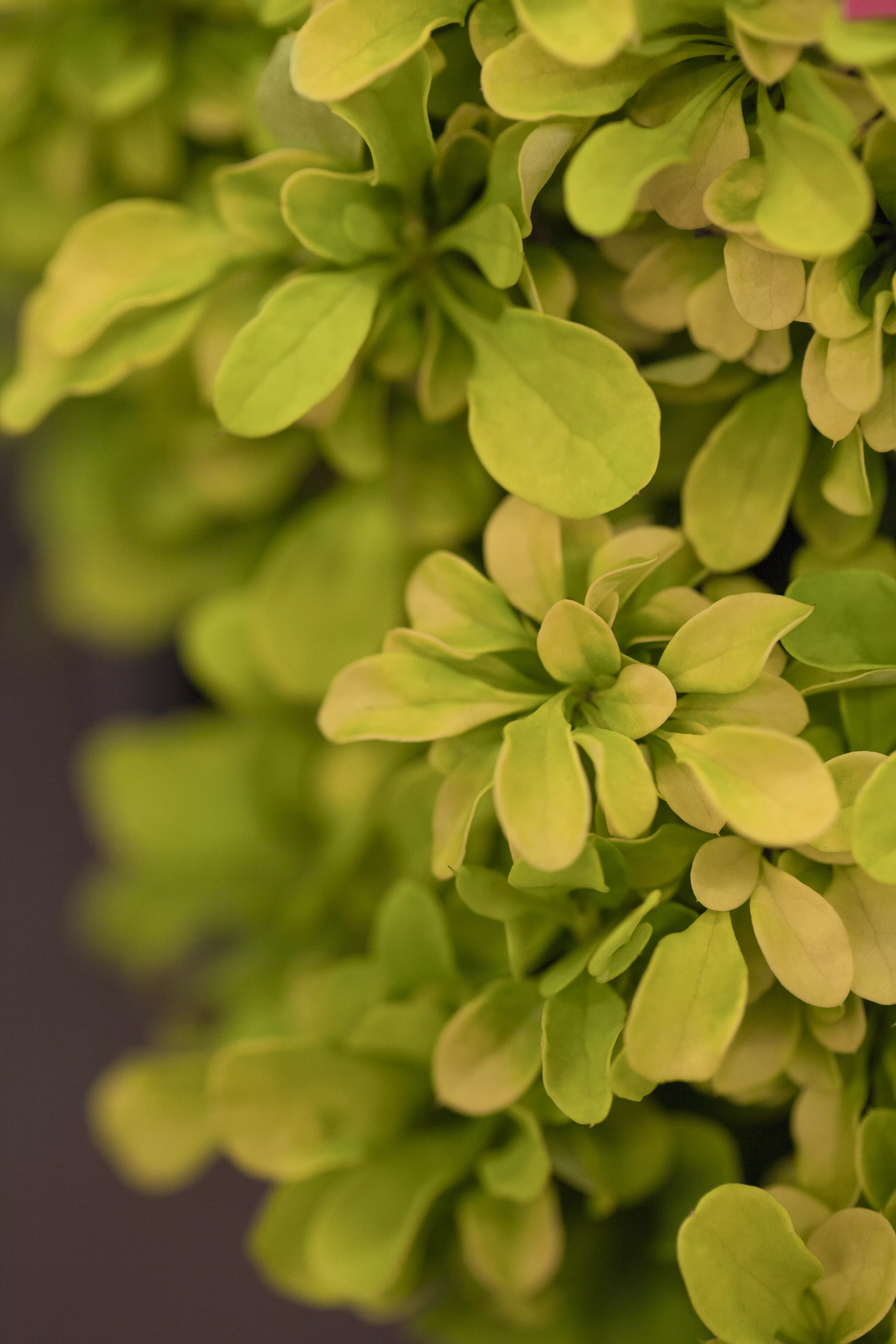 Berberis thunbergii 'Tiny Gold'