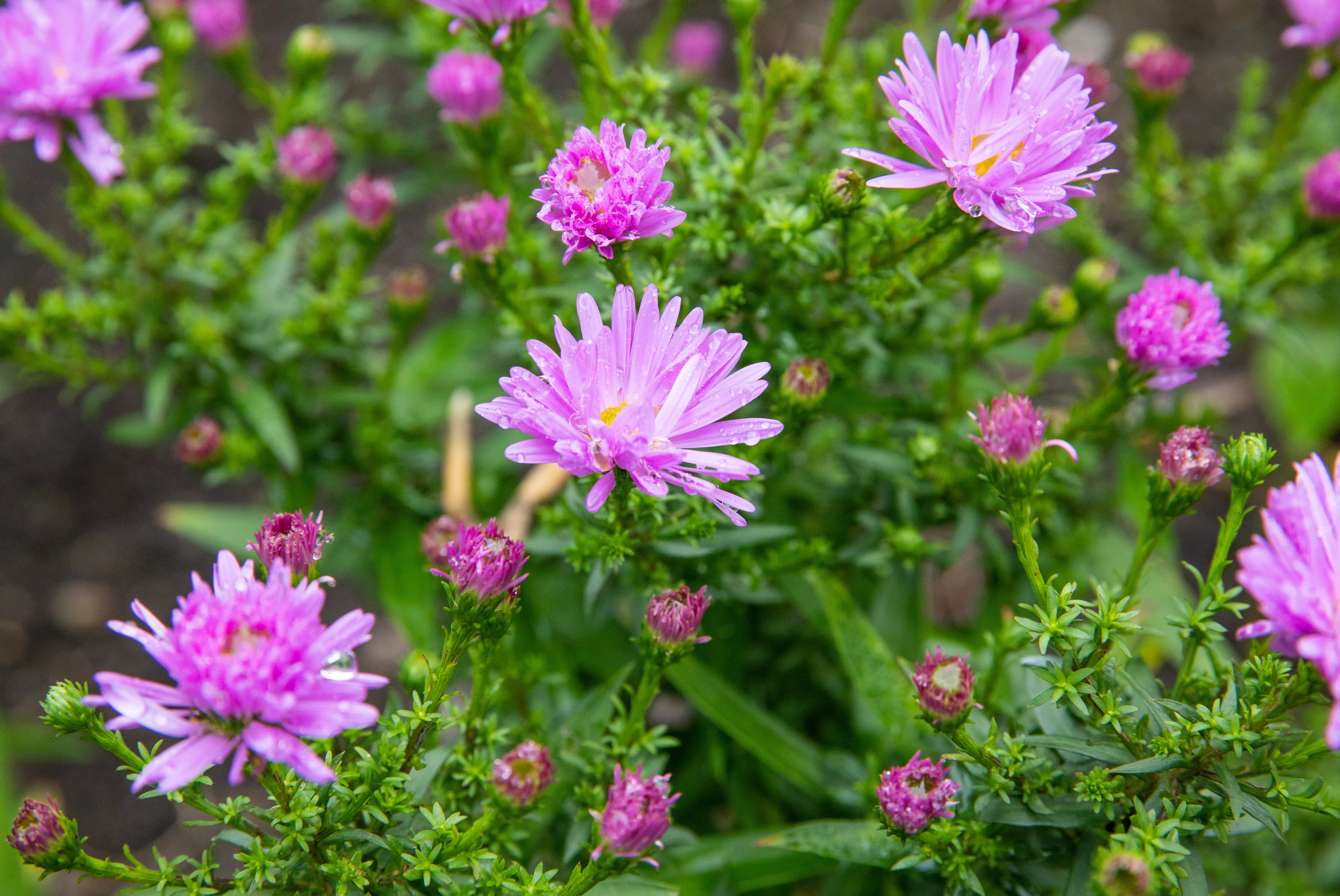 Aster dumosus 'Prof Anton Kippenberg'