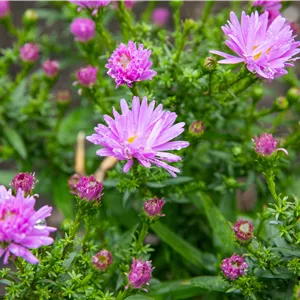 Aster dumosus 'Prof Anton Kippenberg'