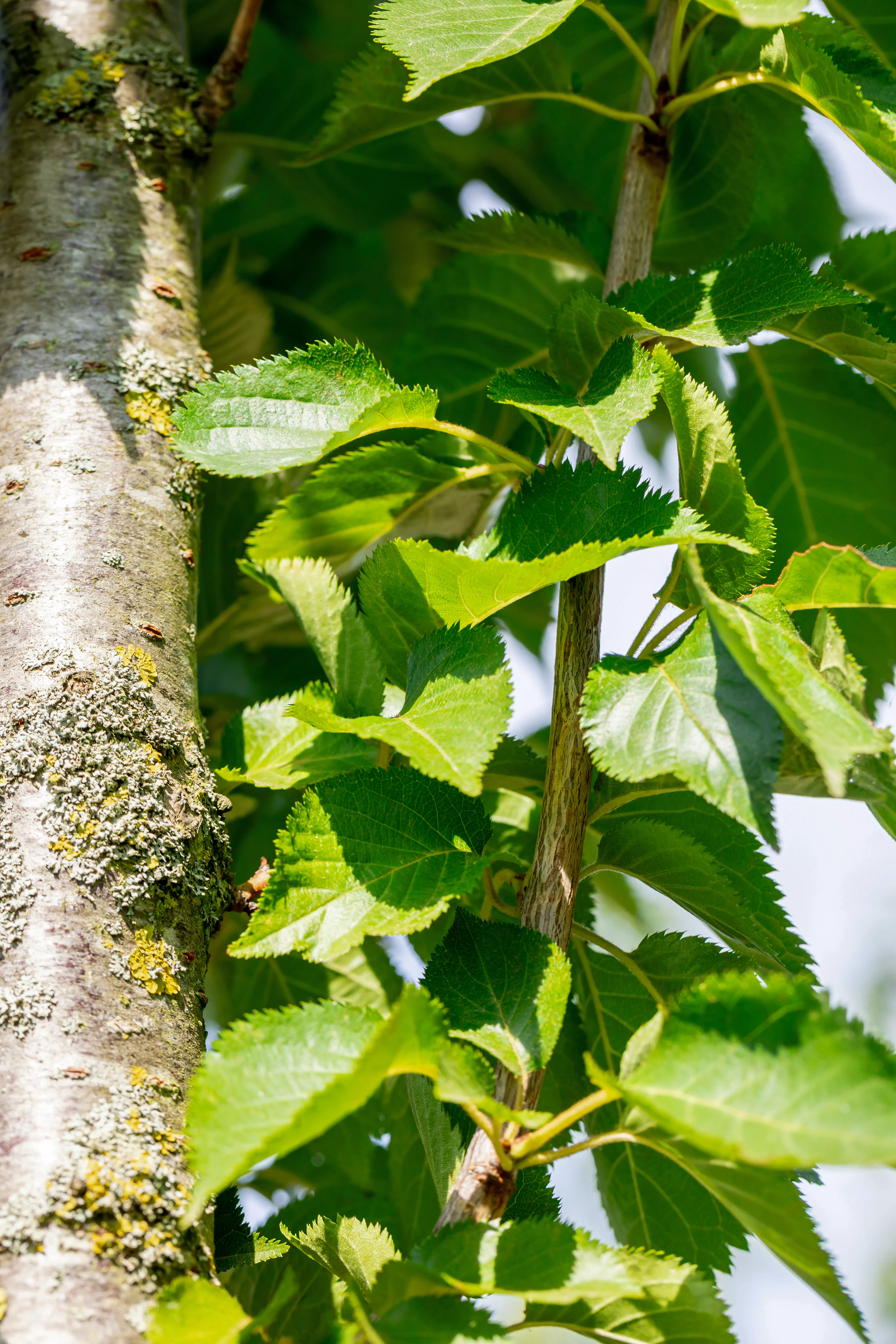 Prunus 'Umineko'